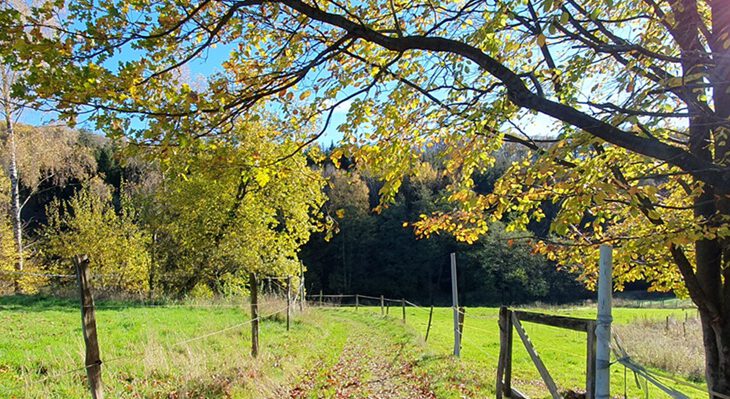 Weg in herbstlicher Landschaft