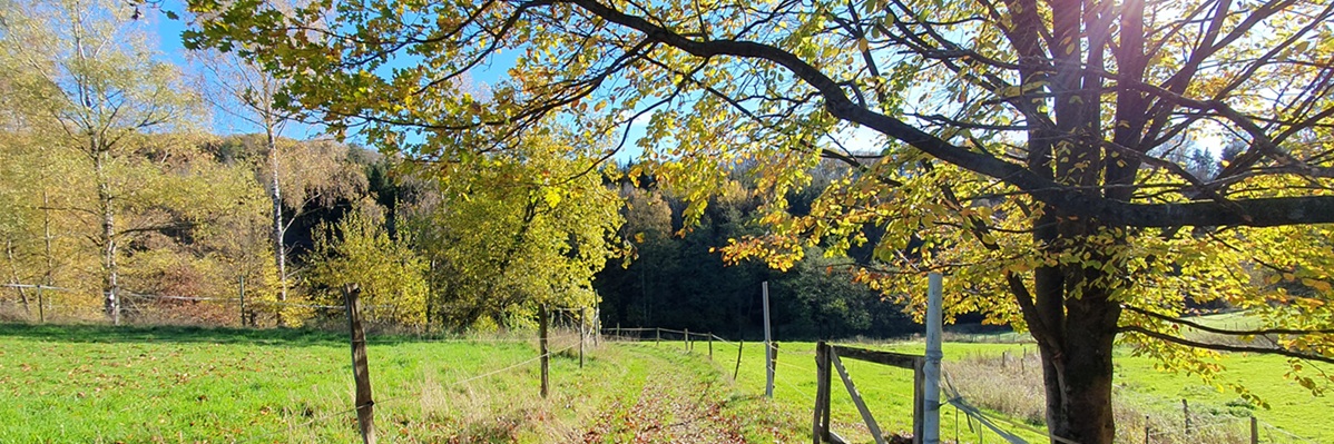 Weg in herbstlicher Landschaft