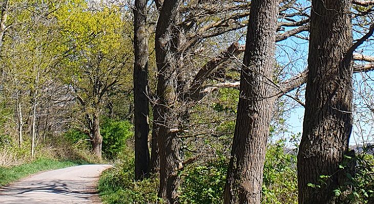 Wirtschaftsweg mit ergrünenden Bäumen