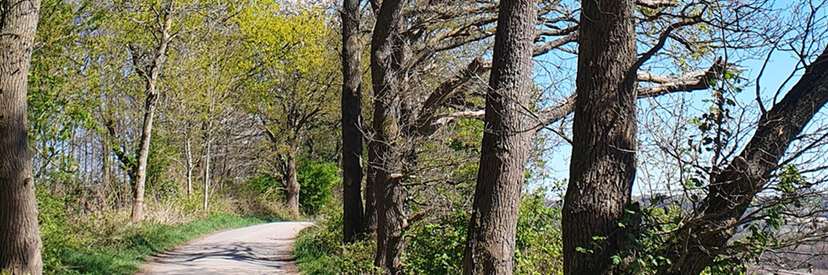 Wirtschaftsweg mit ergrünenden Bäumen