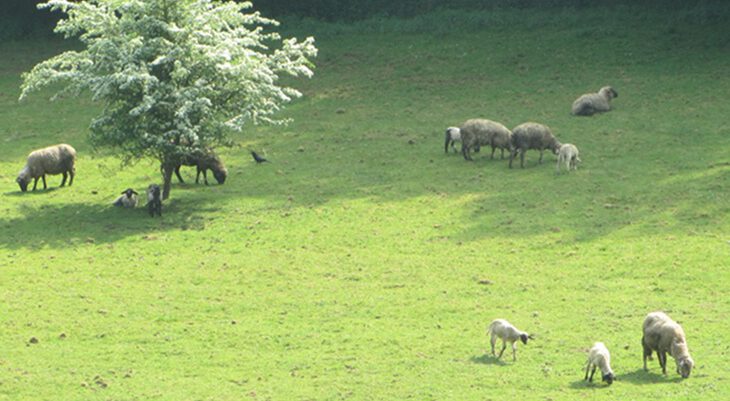 Schafe auf Weide