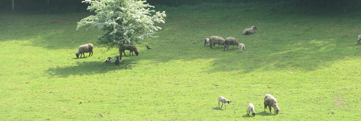 Schafe auf Weide