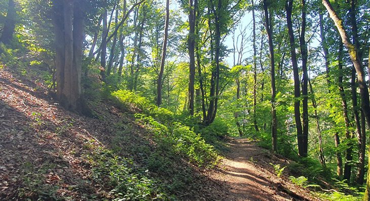 Waldpfad im Nutscheid