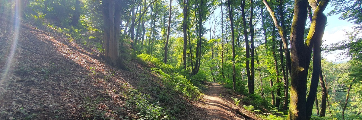 Waldpfad im Nutscheid