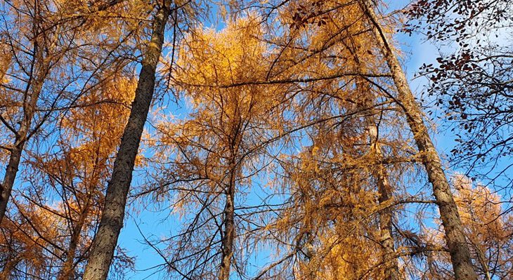 Lärchen im Spätherbst