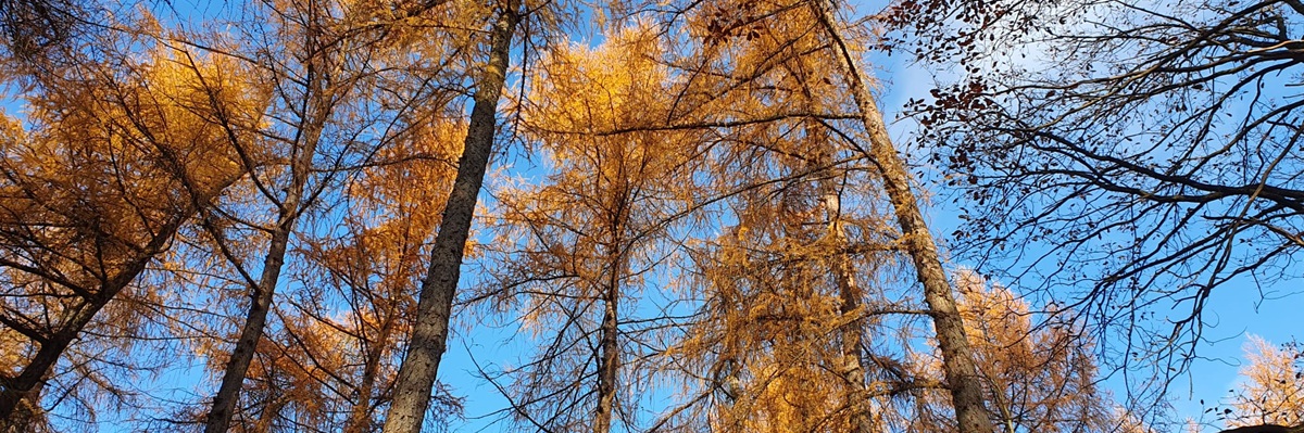 Lärchen im Spätherbst
