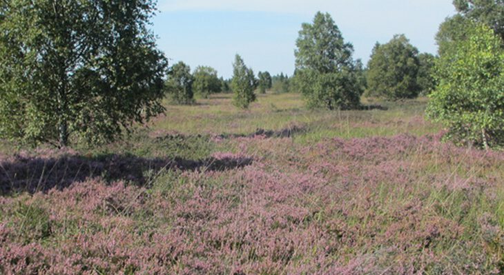 Holzbohlenweg in Heidelandschaft