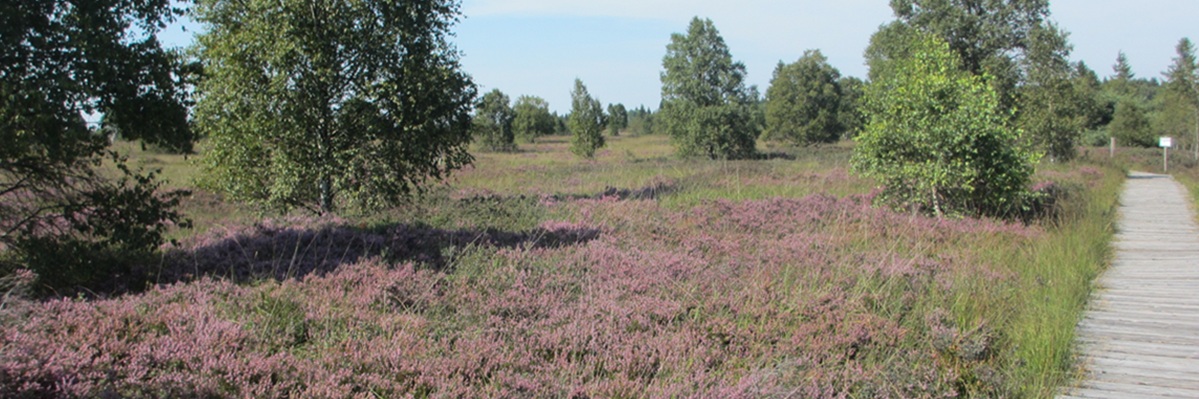 Holzbohlenweg in Heidelandschaft
